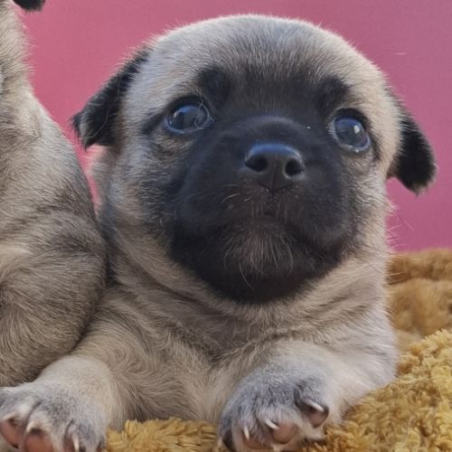 Magnifiques femelles chihuahuas non lof #3