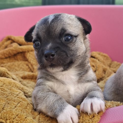 Magnifiques femelles chihuahuas non lof #6