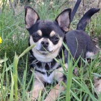 Magnifiques femelles chihuahuas non lof #1