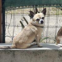 Magnifiques femelles chihuahuas non lof #2