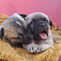 Magnifiques femelles chihuahuas non lof #4