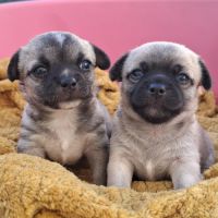 Magnifiques femelles chihuahuas non lof