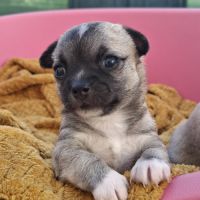 Magnifiques femelles chihuahuas non lof #6