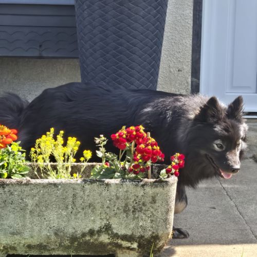 Adorables chiots finnois de laponie #1