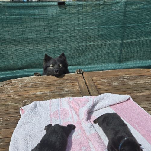 Adorables chiots finnois de laponie #2