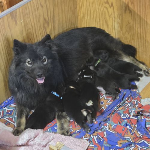 Adorables chiots finnois de laponie #3