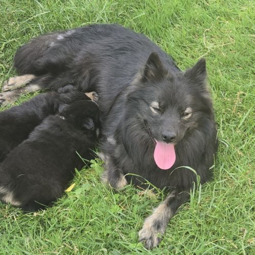 Adorables chiots finnois de laponie #4