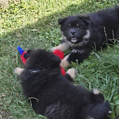 Adorables chiots finnois de laponie #5