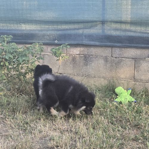 Adorables chiots finnois de laponie #6