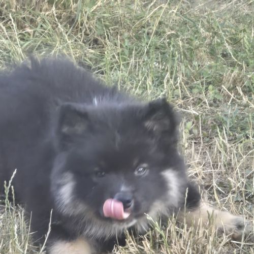 Adorables chiots finnois de laponie #0