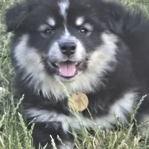 Adorables chiots finnois de laponie #8