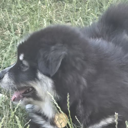 Adorables chiots finnois de laponie #9