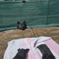 Adorables chiots finnois de laponie #2