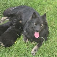 Adorables chiots finnois de laponie #4