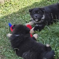Adorables chiots finnois de laponie #5
