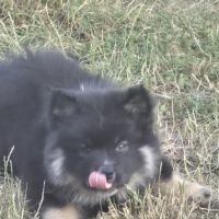 Adorables chiots finnois de laponie