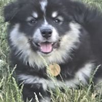 Adorables chiots finnois de laponie #8