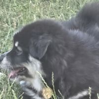 Adorables chiots finnois de laponie #9