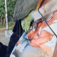 Perroquet à ventre rouge poicephalus rufiventris