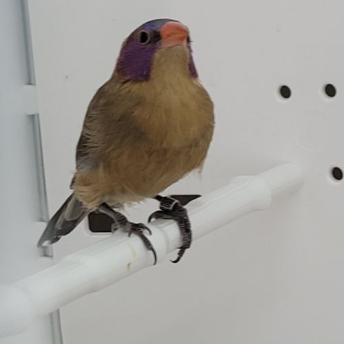 Couple cordon bleu grenadin #1