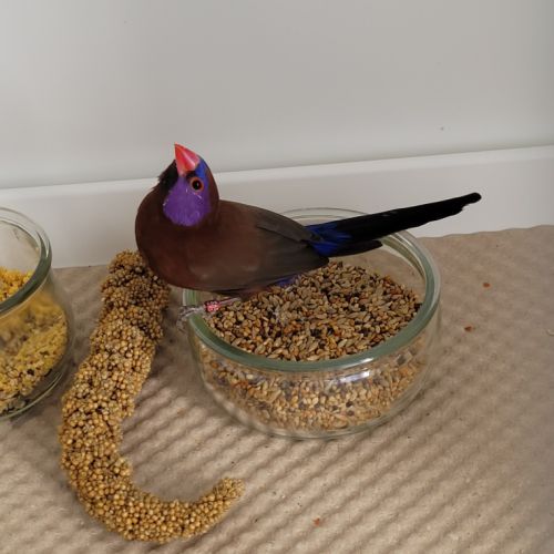 Couple cordon bleu grenadin