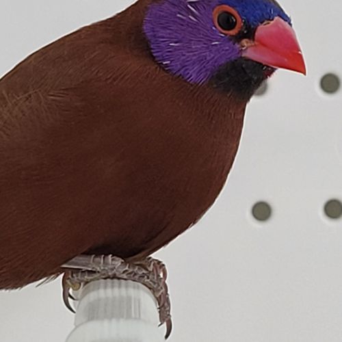 Couple cordon bleu grenadin #3