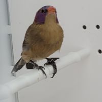 Couple cordon bleu grenadin #1