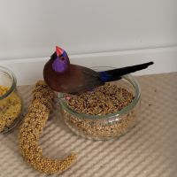 Couple cordon bleu grenadin #0