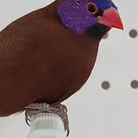 Couple cordon bleu grenadin #3