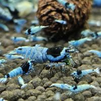 Caridina mosura blue