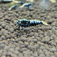 Galaxy fishbone black