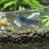 Caridina tiger blue orange eyes