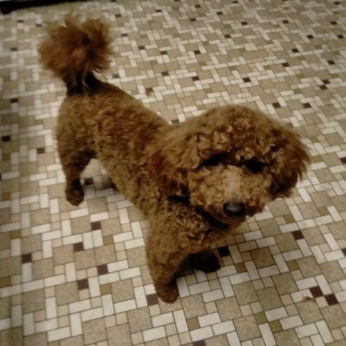 Caniche nain lof pour saillie #1