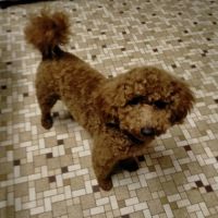 Caniche nain lof pour saillie #1