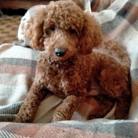 Caniche nain lof pour saillie