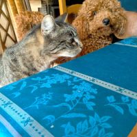 Caniche nain lof pour saillie #3