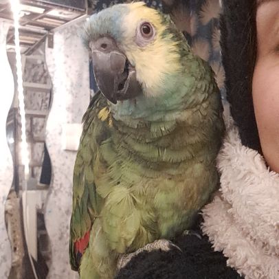 Mâle amazone à front bleu eam caractère adorable #1