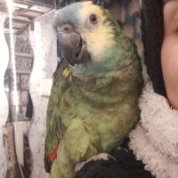 Mâle amazone à front bleu eam caractère adorable #1