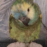 Mâle amazone à front bleu eam caractère adorable #2