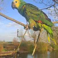 Mâle amazone à front bleu eam caractère adorable