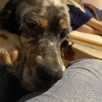 Donne chien de chasse