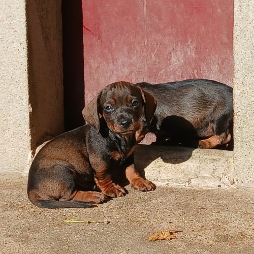 Teckel poil dur chiot #1