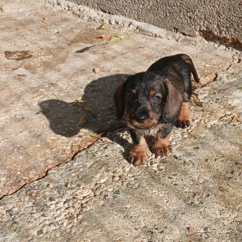 Teckel poil dur chiot #4