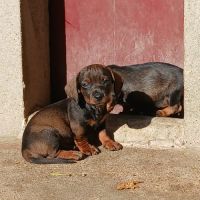 Teckel poil dur chiot #1