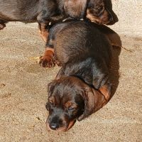 Teckel poil dur chiot #0