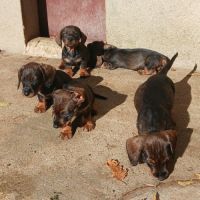 Teckel poil dur chiot #3