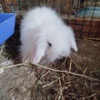 Lapin minilop et angora bellier #1