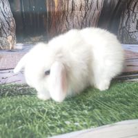 Lapin minilop et angora bellier #2