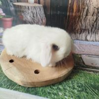 Lapin minilop et angora bellier #3
