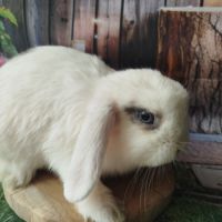 Lapin minilop et angora bellier #0